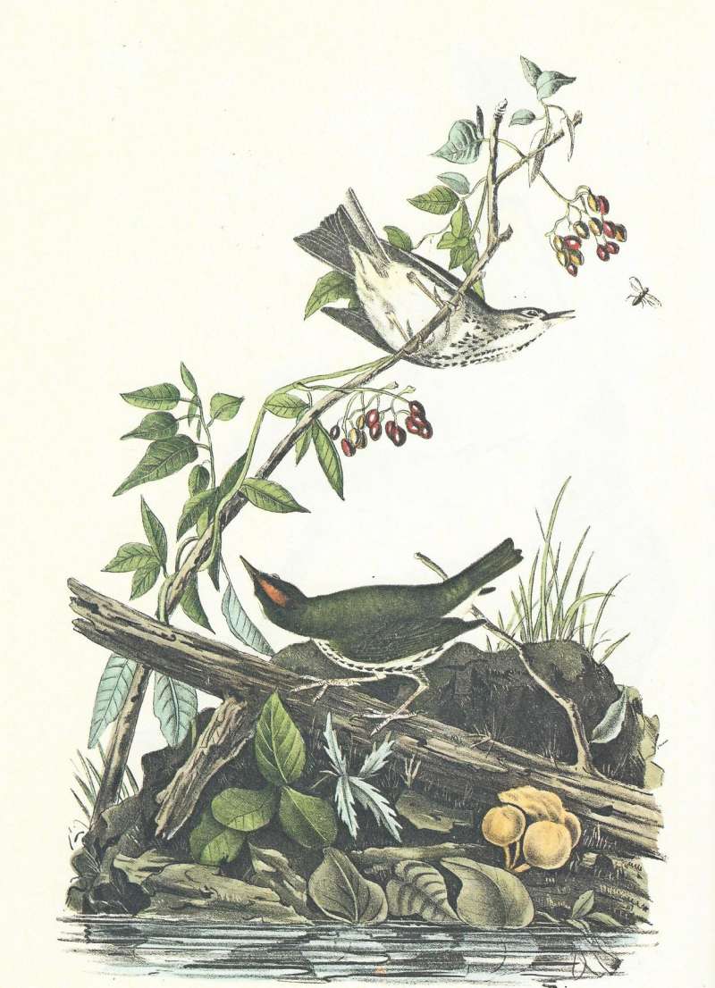 Pair,  Female Above, Male Below<br>(Origin of the Specimen: Audubon Painting)