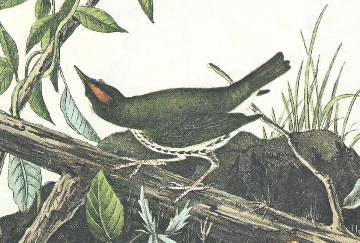 Male - Closer View<br>(Origin of the Specimen: Audubon Painting)