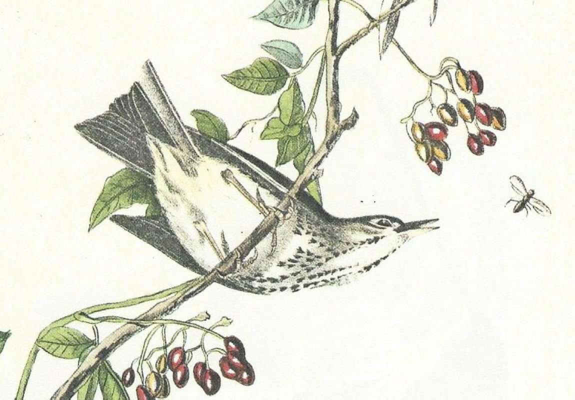Female - Closer View<br>(Origin of the Specimen: Audubon Painting)