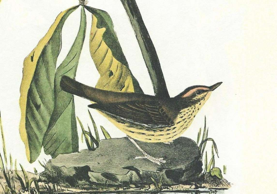 Male<br>(Origin of the Specimen: Audubon Painting)
