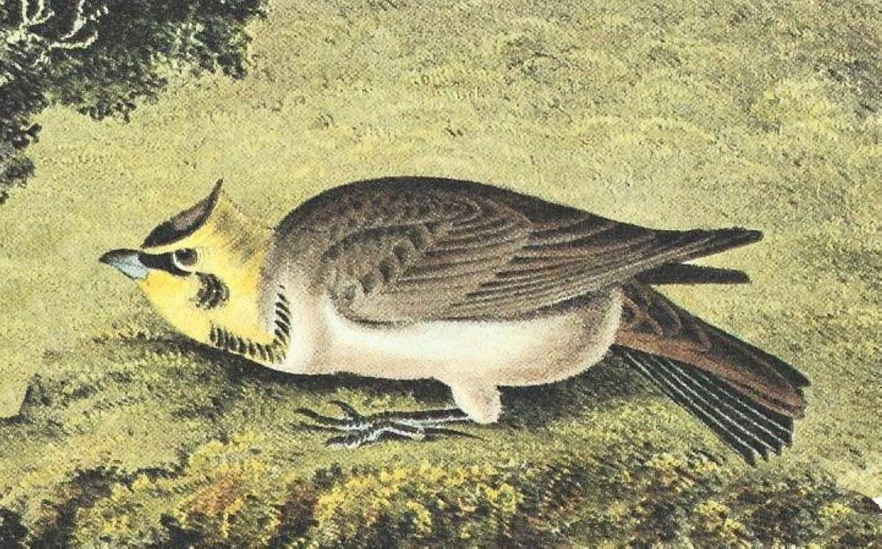 Young Male<br>(Origin of the Specimen: Audobon Painting)