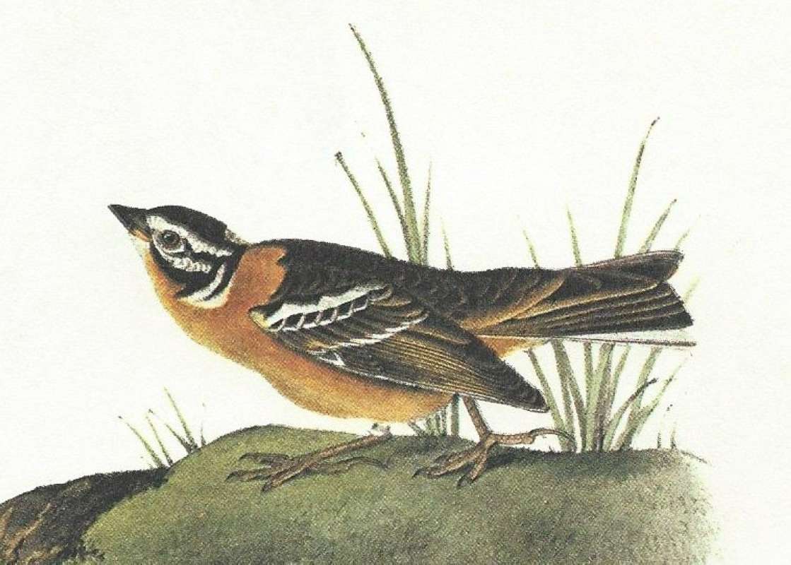 Closer View of Male<br>(Origin of the Specimen: Audubon Painting)