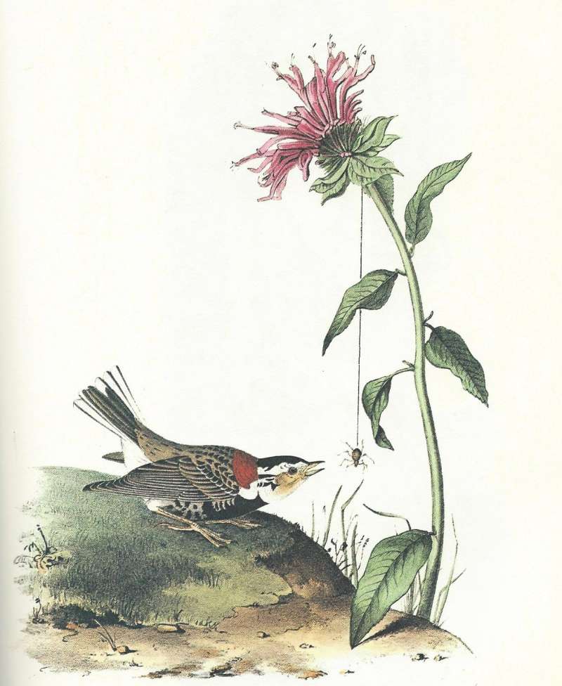 Male  - Under Flower - Studying Spider<br>(Origin of the Specimen: Audubon Painting)