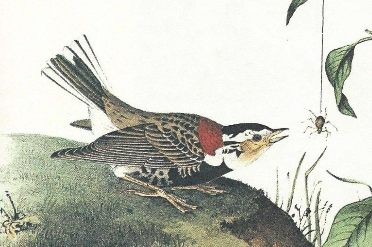 Male - Closer View<br>(Origin of the Specimen: Audubon Painting)