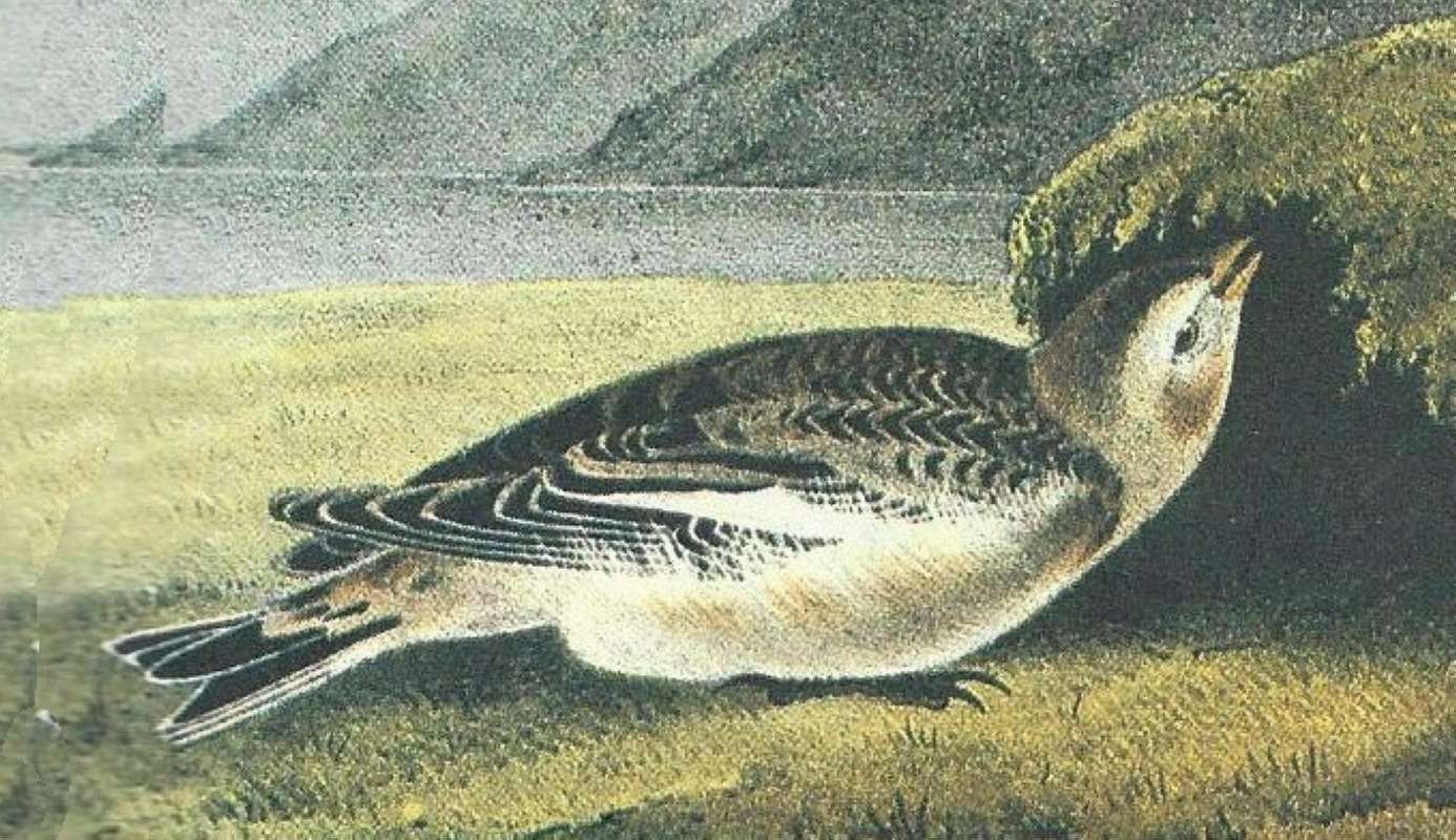 Young - Closer View<br>(Origin of the Specimen: Audubon Painting)