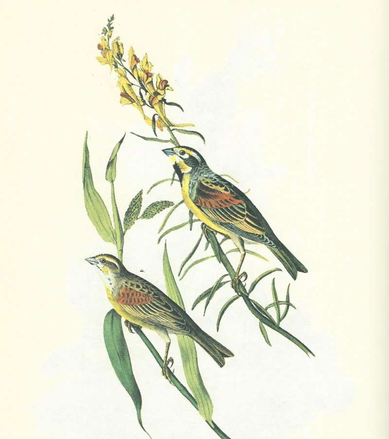 Male Above, Female Below<br>(Origin of the Specimen: Audubon Painting)