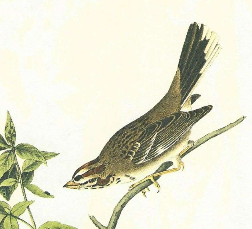Closer View of Male<br>(Origin of the Specimen: Audubon Painting)