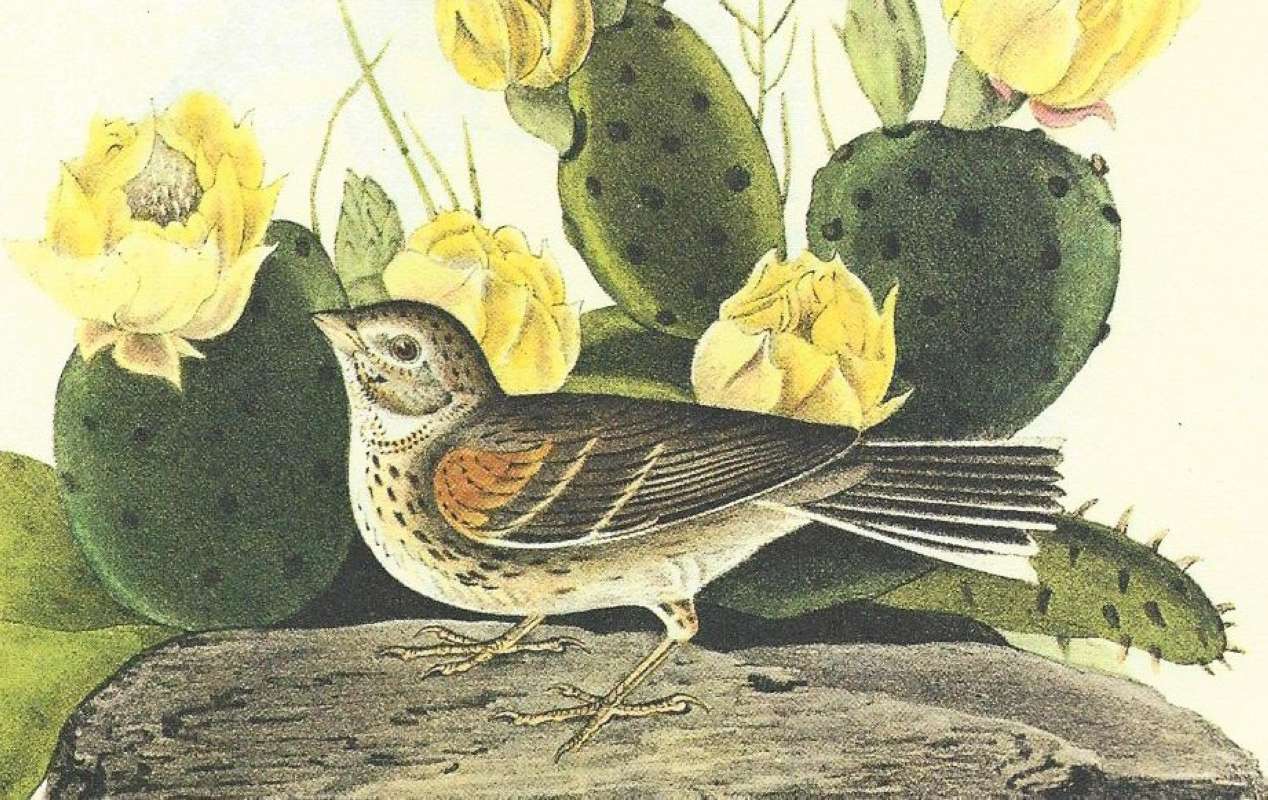 Closer View of Male<br>(Origin of the Specimen: Audubon Painting)