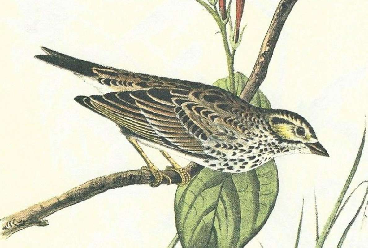 Close View of Male<br>(Origin of the Specimen: Audubon Painting)