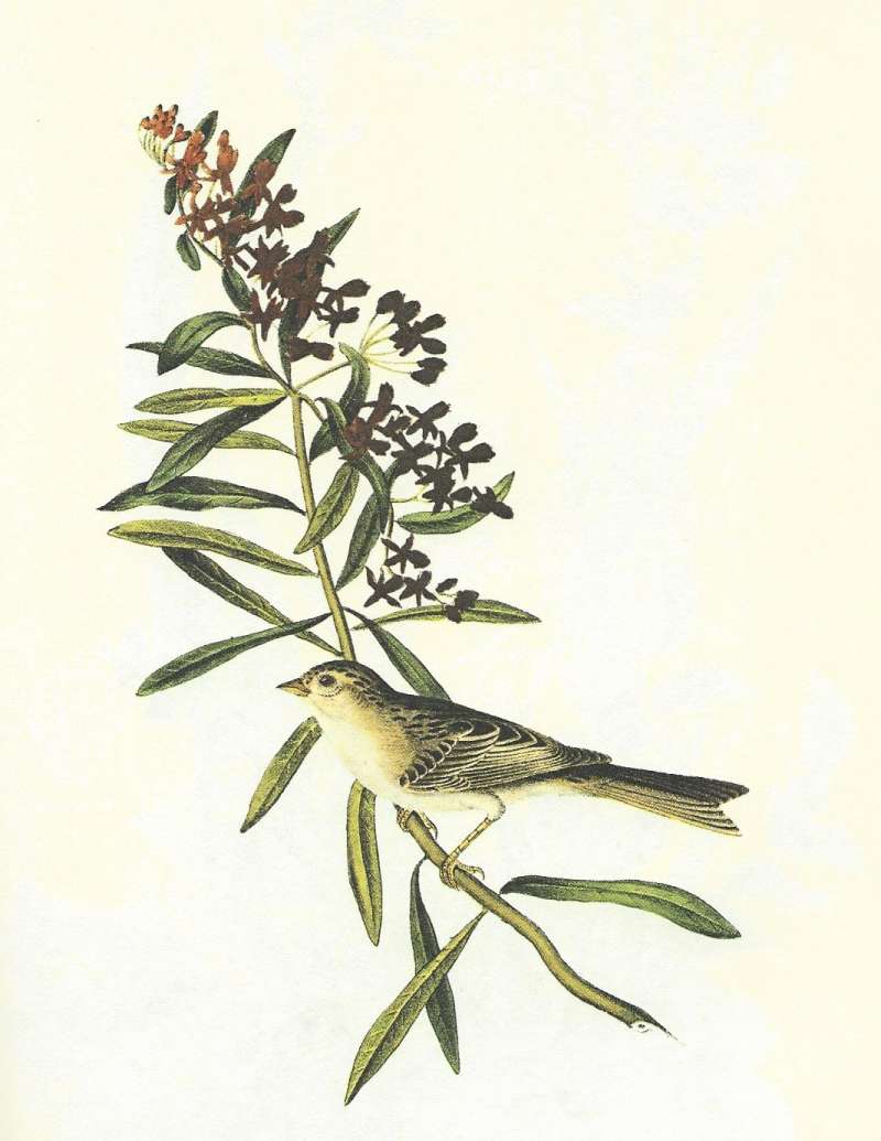 Male - Side View<br>(Origin of the Specimen: Audubon Painting)