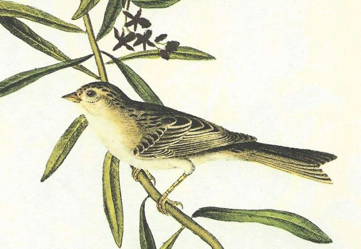 Male - Clsoer View<br>(Origin of the Specimen: Audubon Painting)