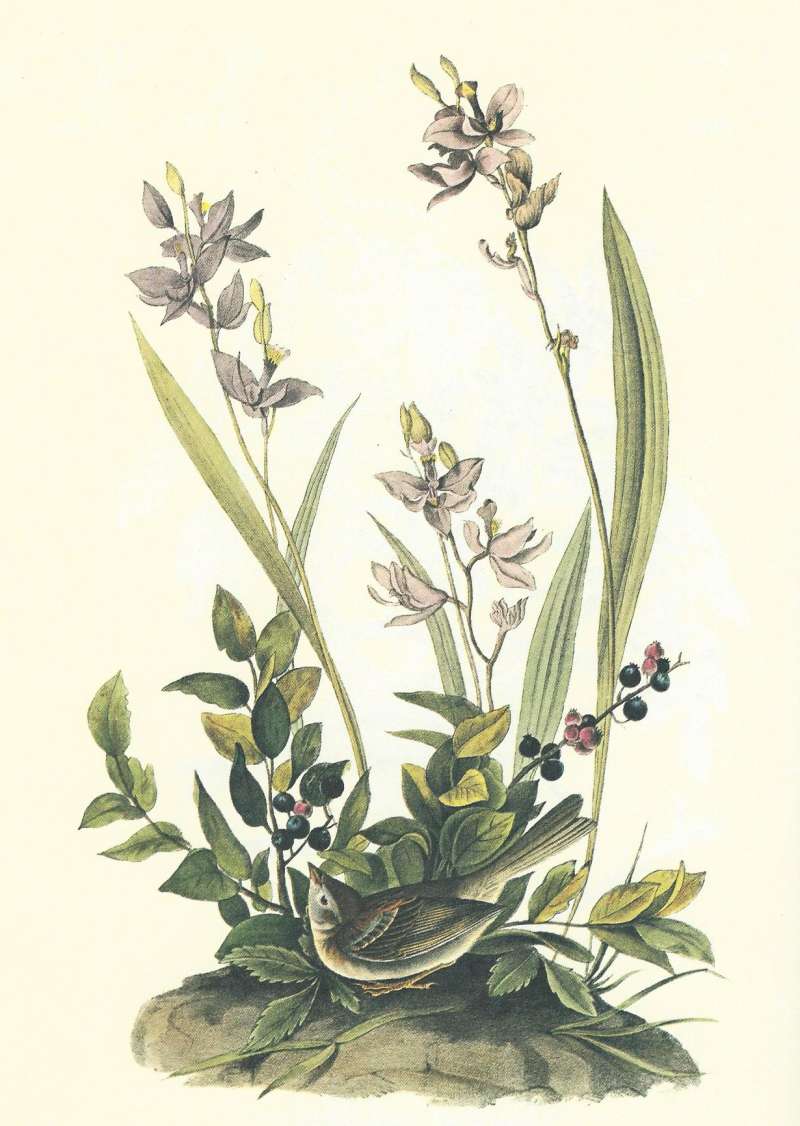 Male Below Calopogon Orchid<br>(Origin of the Specimen: Audubon Painting)