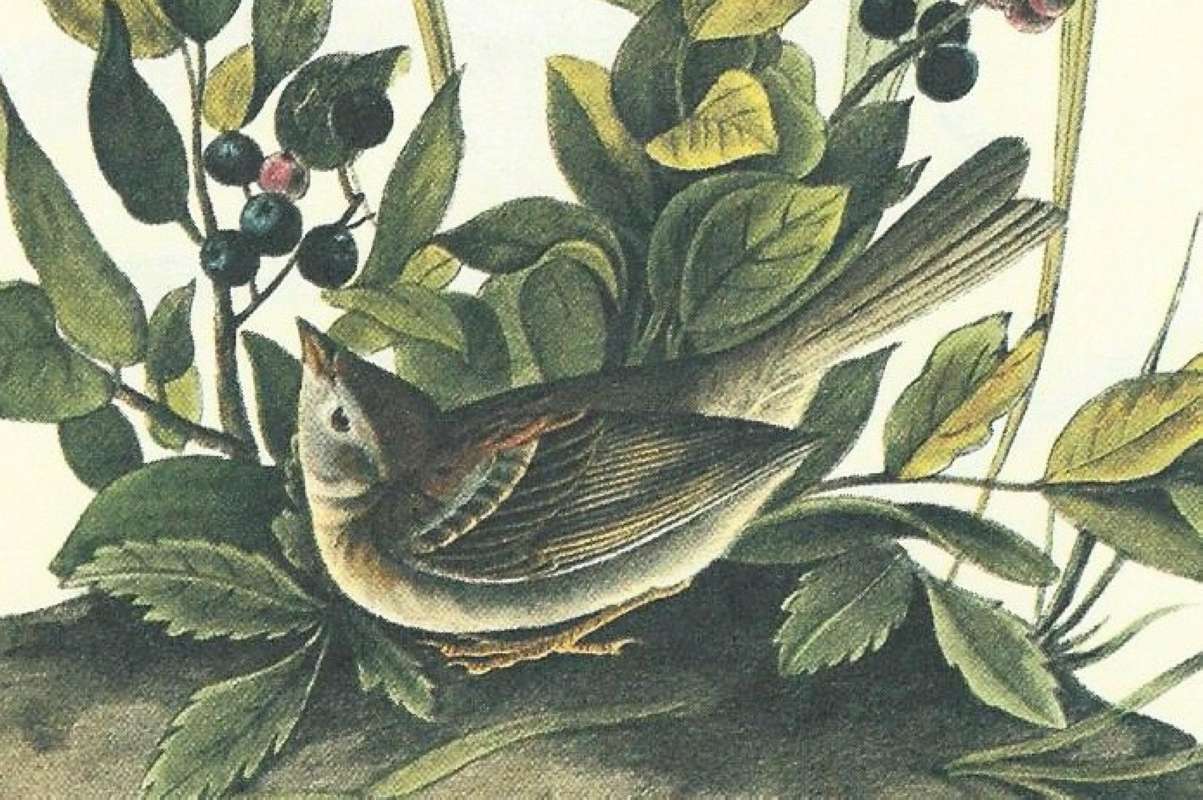 Close View of Male<br>(Origin of the Specimen: Audubon Painting)