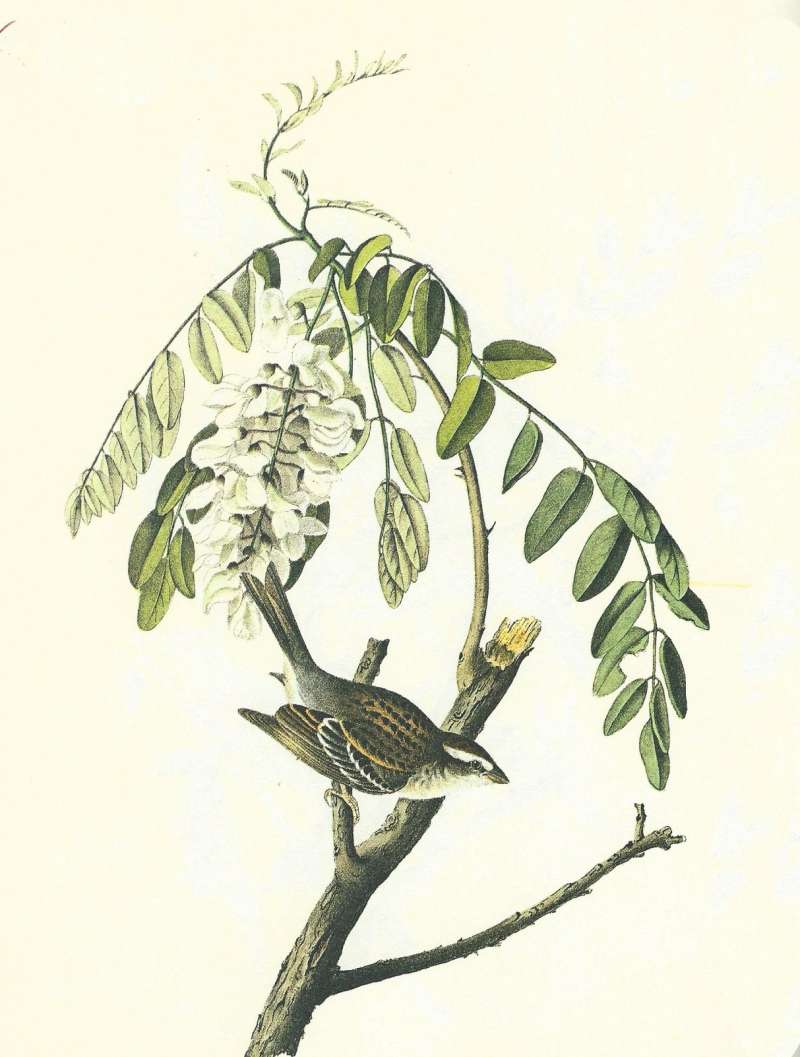 Side View - Note White Eye Stripe<br>(Origin of the Specimen: Audubon Painting)