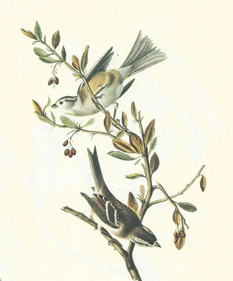 Pair - Male Below, Female Above<br>(Origin of the Specimen: Audubon Painting)