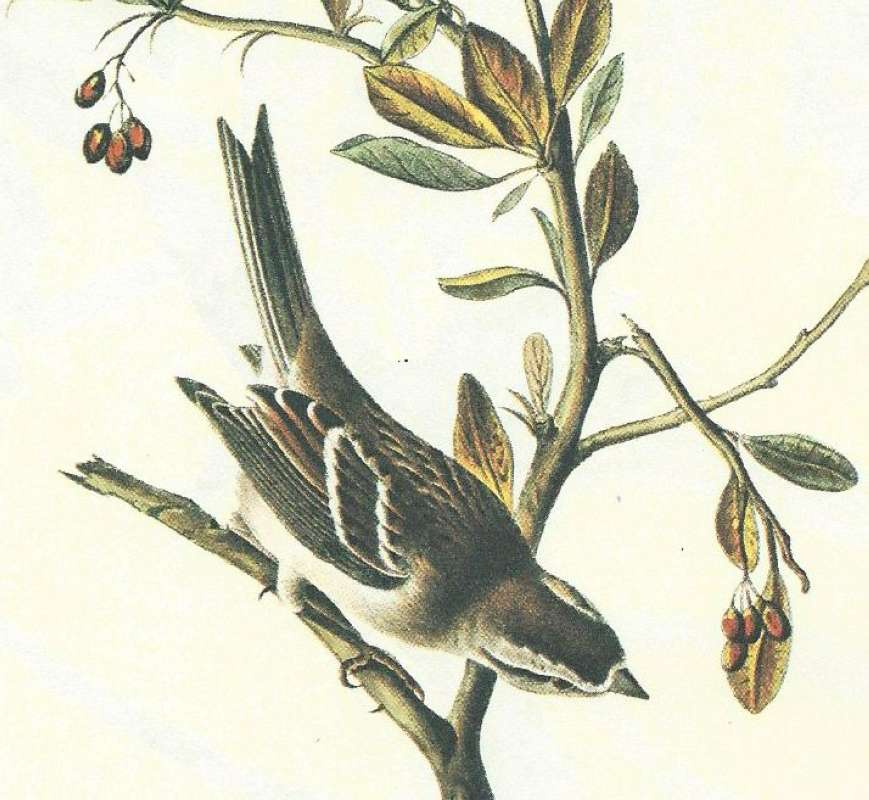 Close Dorsal View of Male<br>(Origin of the Specimen: Audubon Painting)