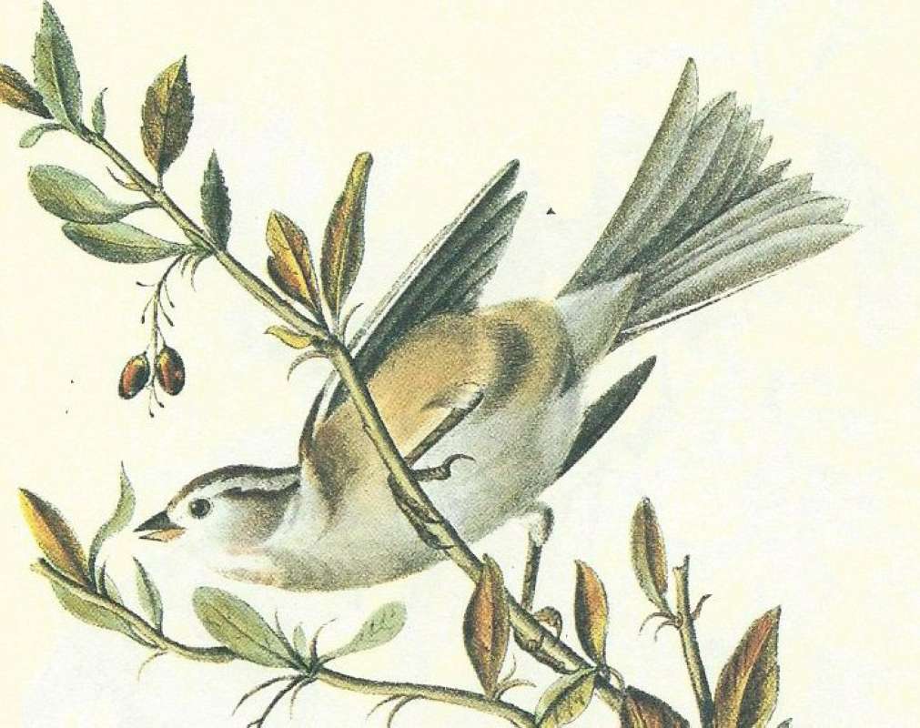 Close Ventral View of Female<br>(Origin of the Specimen: Audubon Painting)