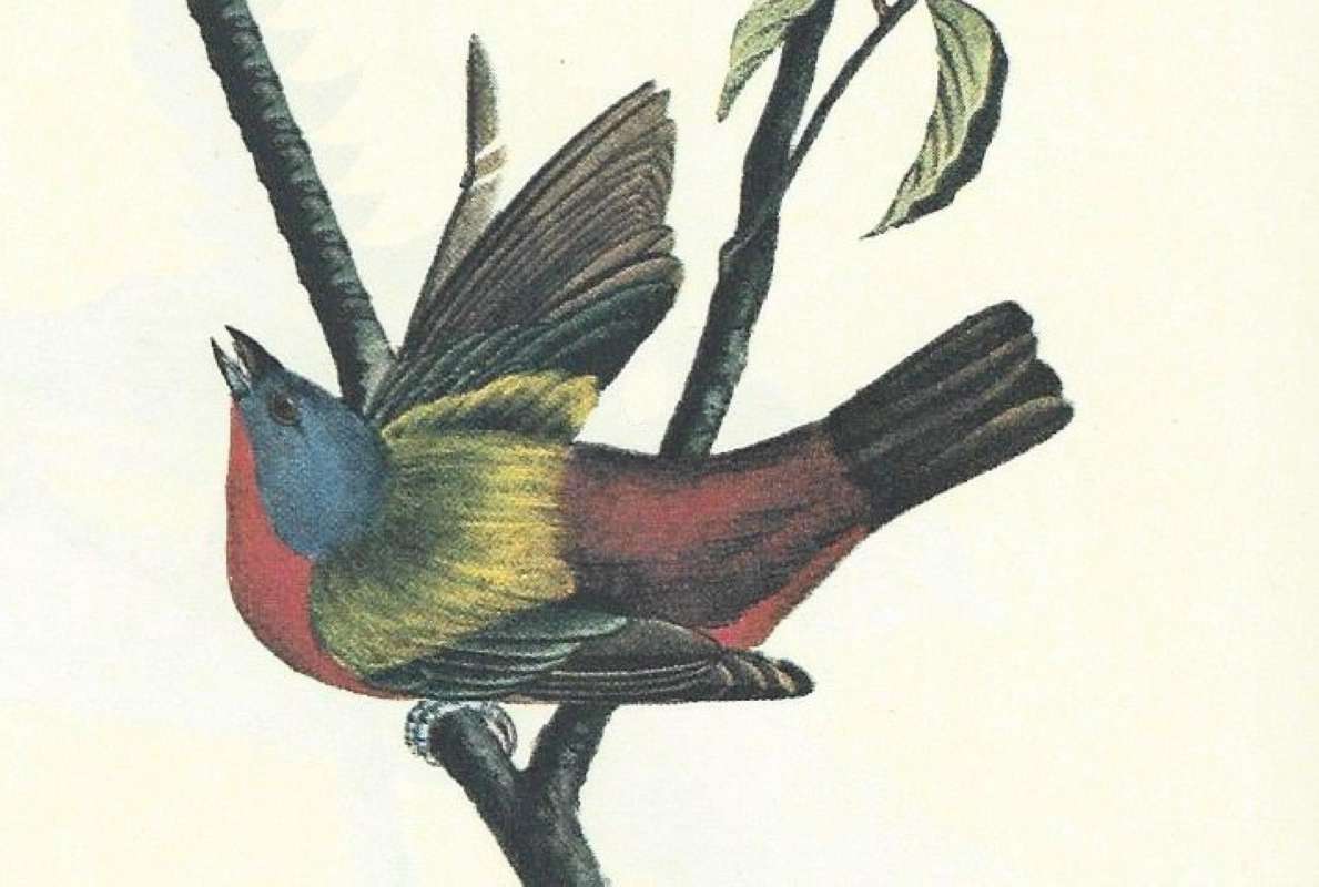 Single Male - Close View<br>(Origin of the Specimen: Audubon Painting)