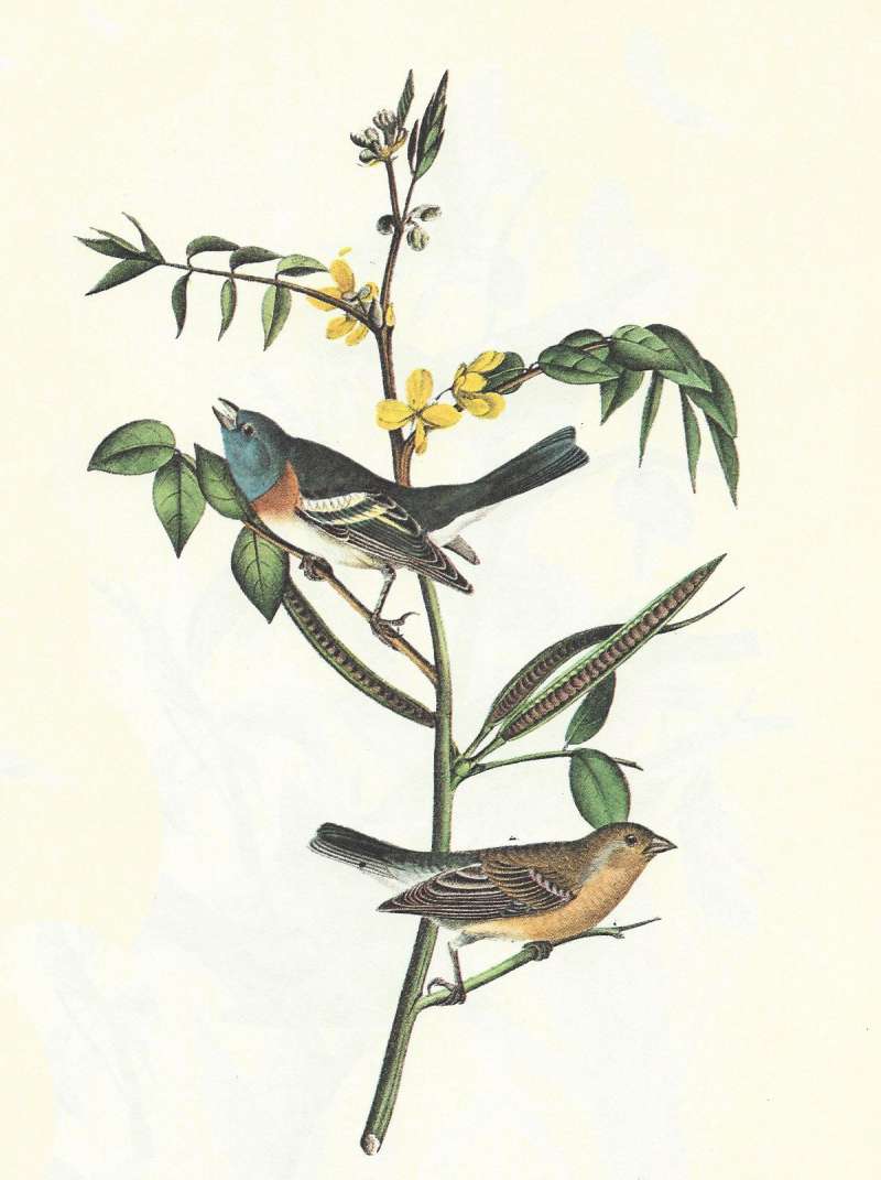 Pair with Male Above<br>(Origin of the Specimen: Audubon Painting)