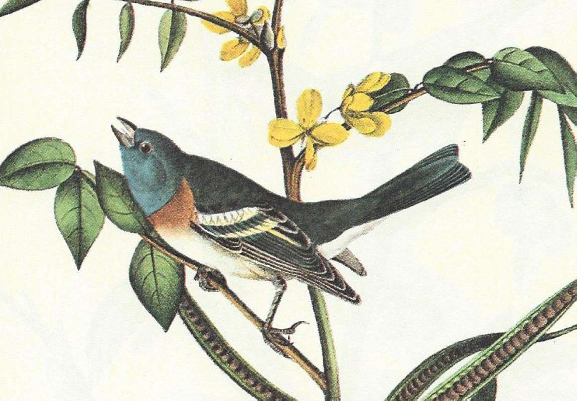 Close View of Male<br>(Origin of the Specimen: Audubon Painting)