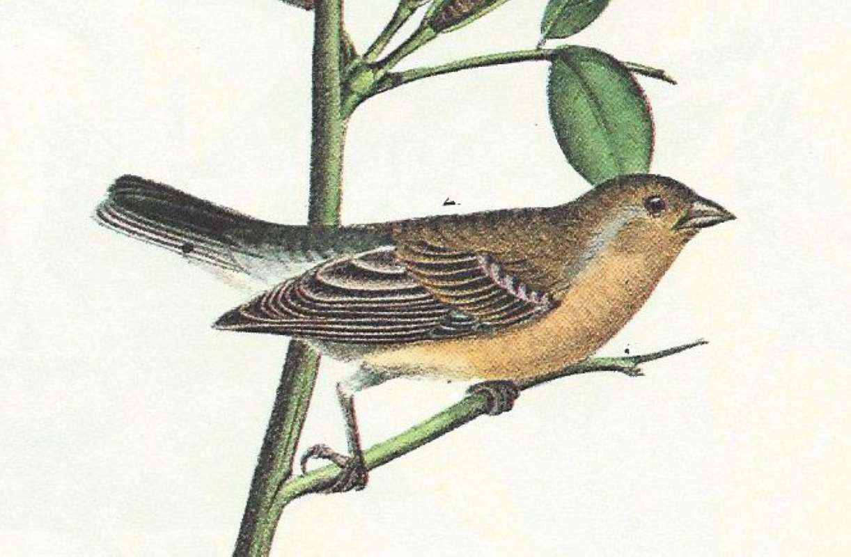 Close View of Female<br>(Origin of the Specimen: Audubon Painting)
