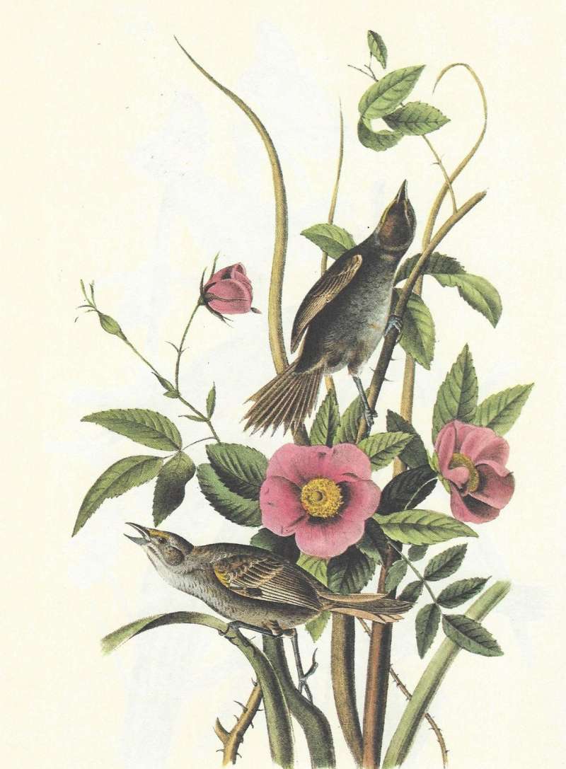 Pair - Female Above,  Male Below<br>(Origin of the Specimen: Audubon Painting)