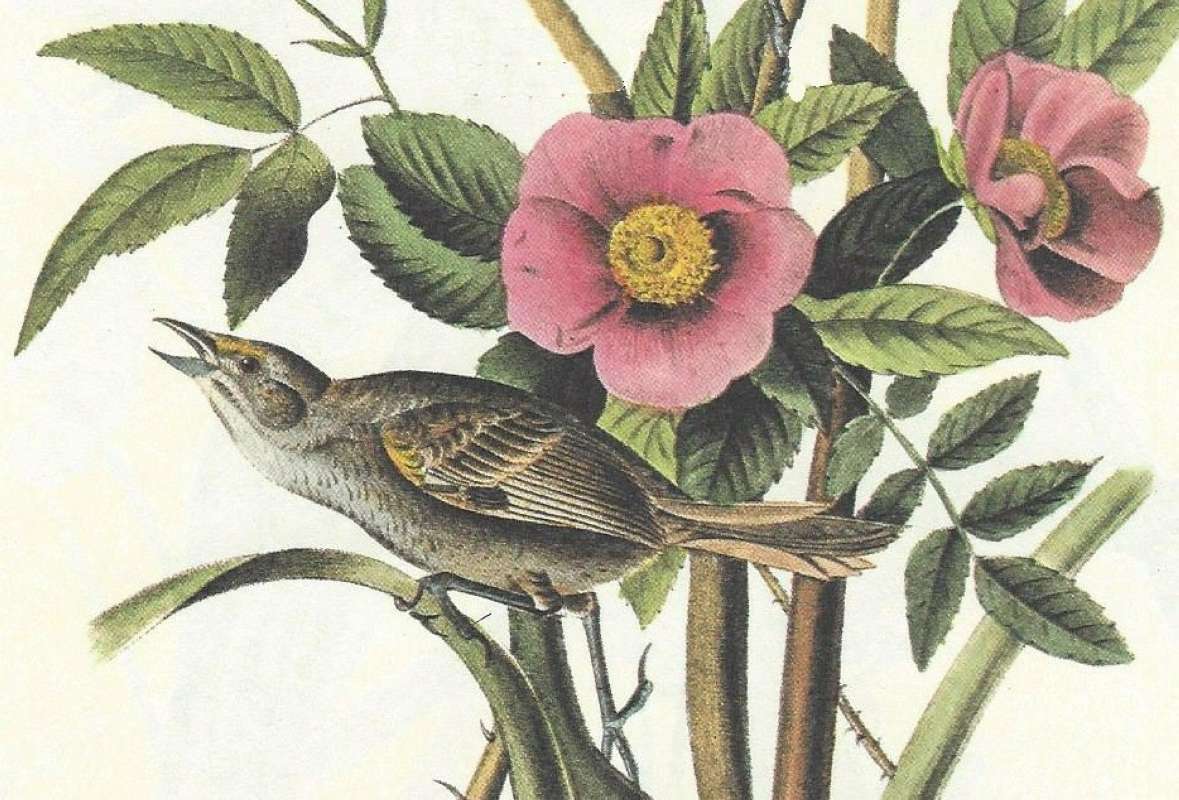 Male - Closer View<br>(Origin of the Specimen: Audubon Painting)