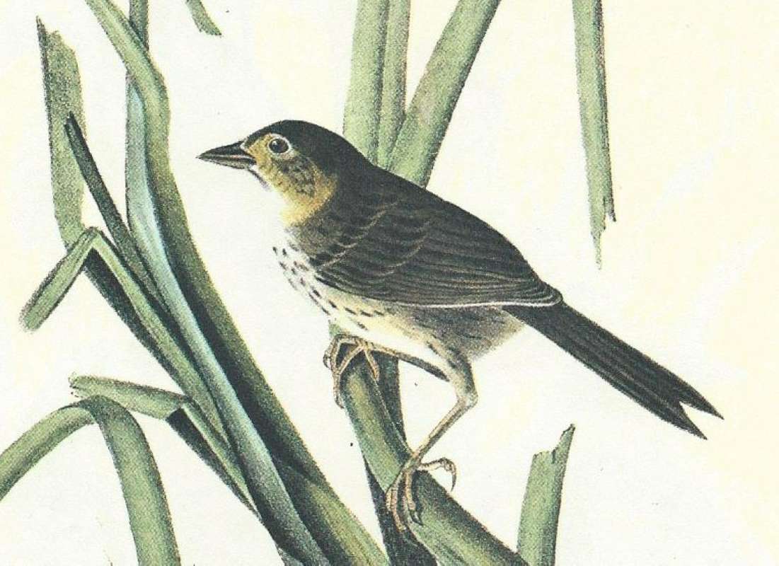 Male - Clsoe View<br>(Origin of the Specimen: Audubon Painting)