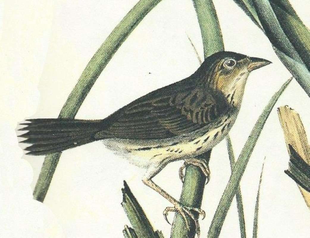 Female - Closer View<br>(Origin of the Specimen: Audubon Painting)