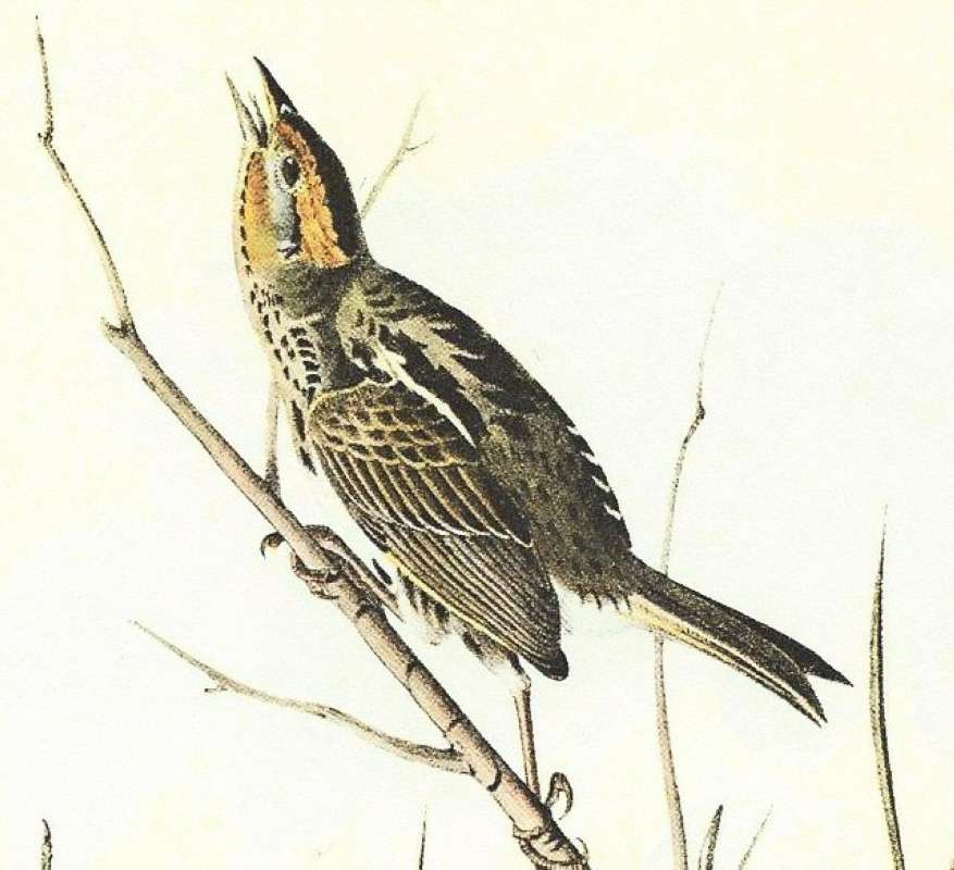 Single Male - Closer View<br>(Origin of the Specimen: Audubon Painting)