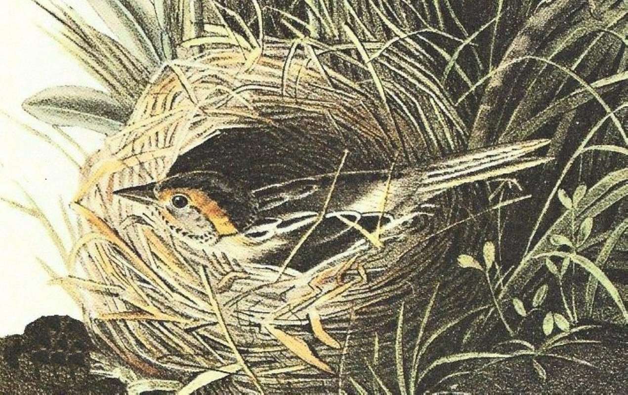 Female on Nest<br>(Origin of the Specimen: Audubon Painting)