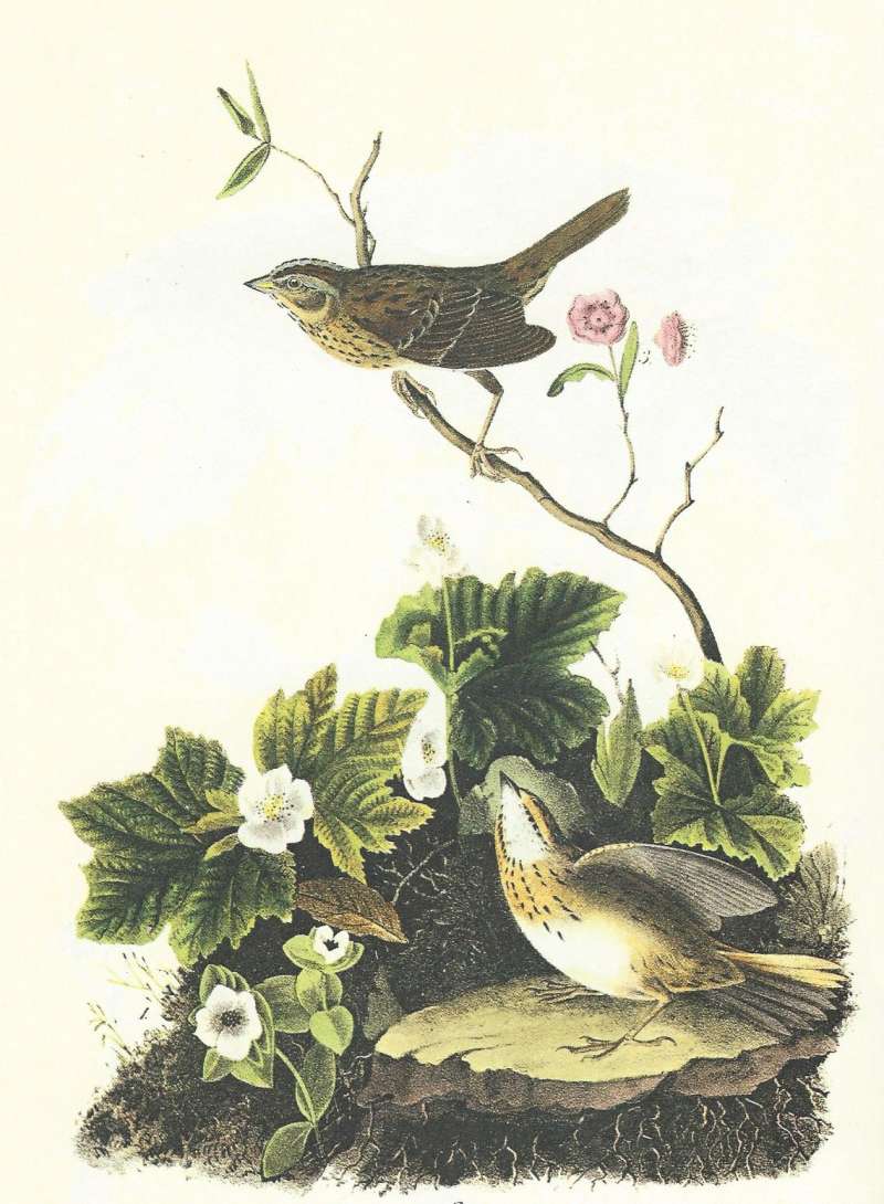 Pair with Male Above<br>(Origin of the Specimen: Audubon Painting)