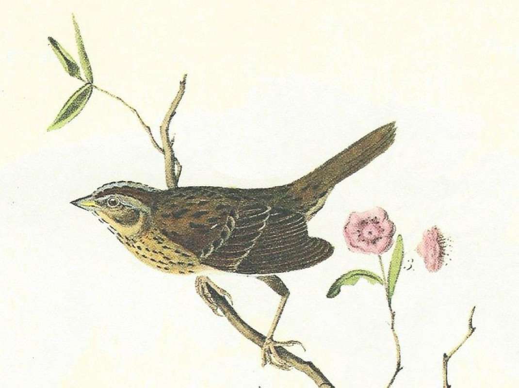 Closer View of Male<br>(Origin of the Specimen: Audubon Painting)