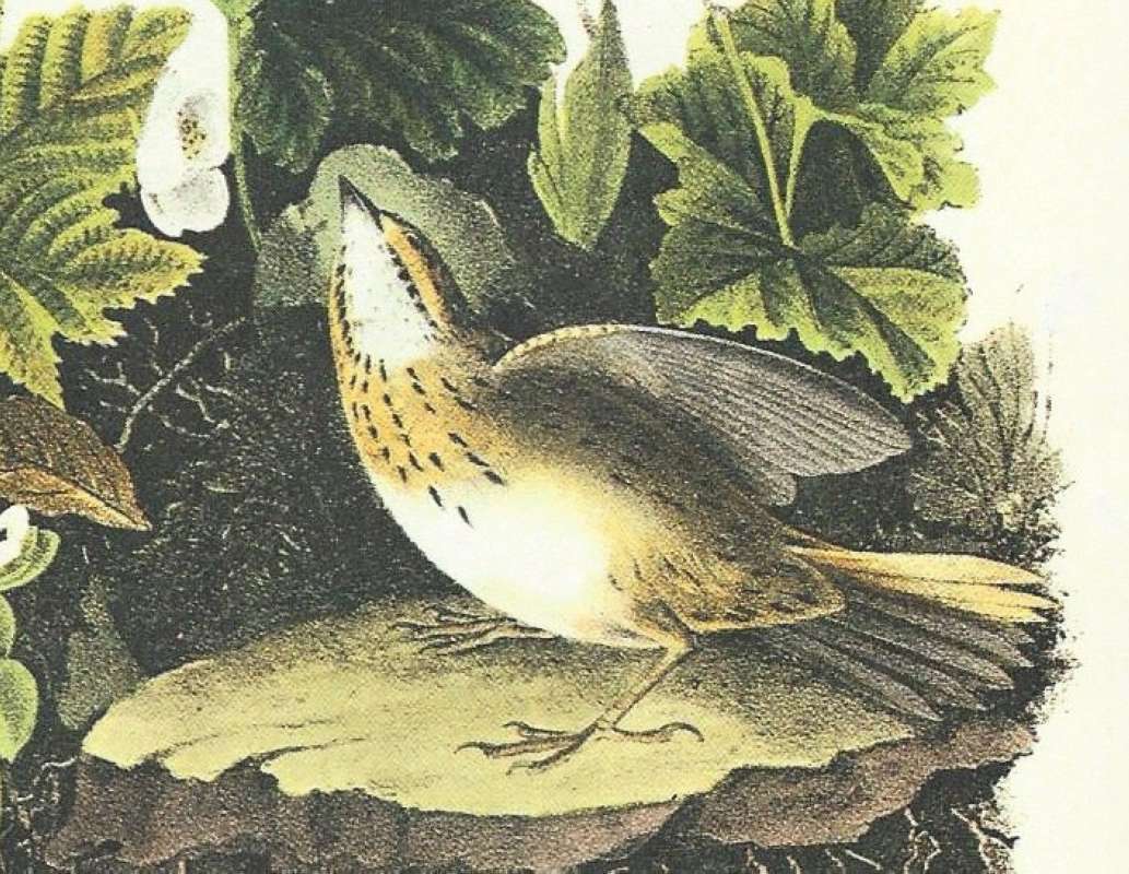 Closer View of Female<br>(Origin of the Specimen: Audubon Painting)