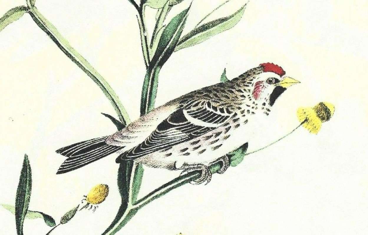 Male - Closer View<br>(Origin of the Specimen: Audubon Painting)