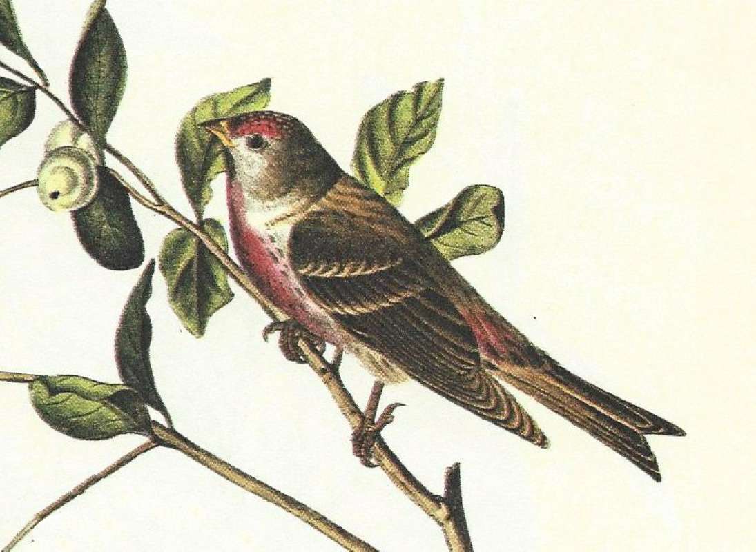 Closer View of Male<br>(Origin of the Specimen: Audbon Painting)