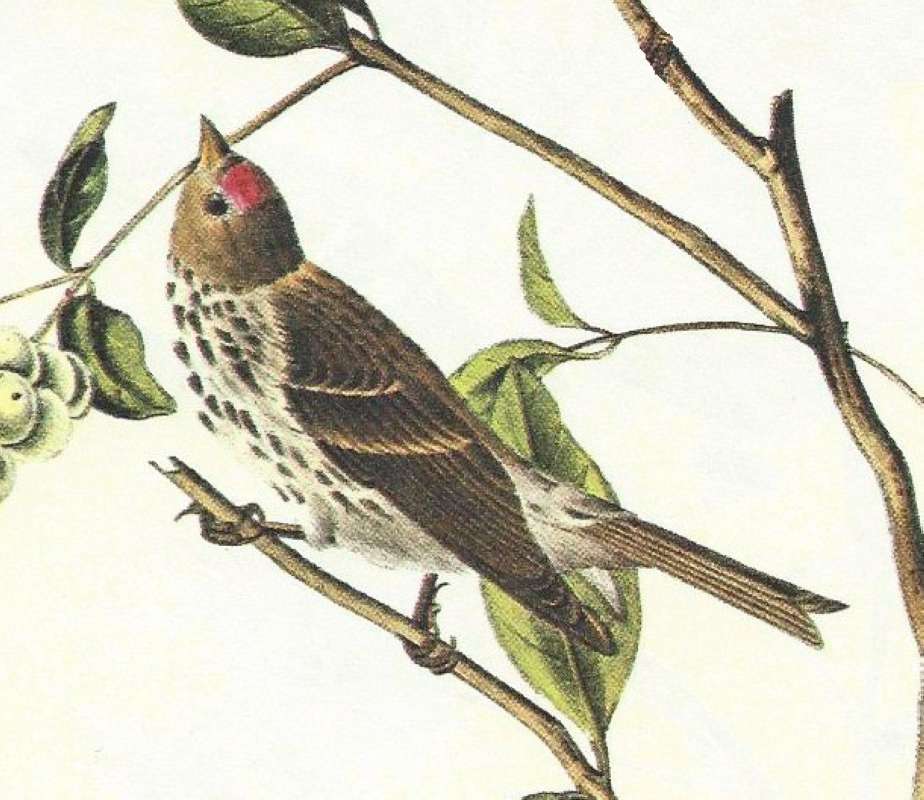 Closer View of Female<br>(Origin of the Specimen: Audbon Painting)