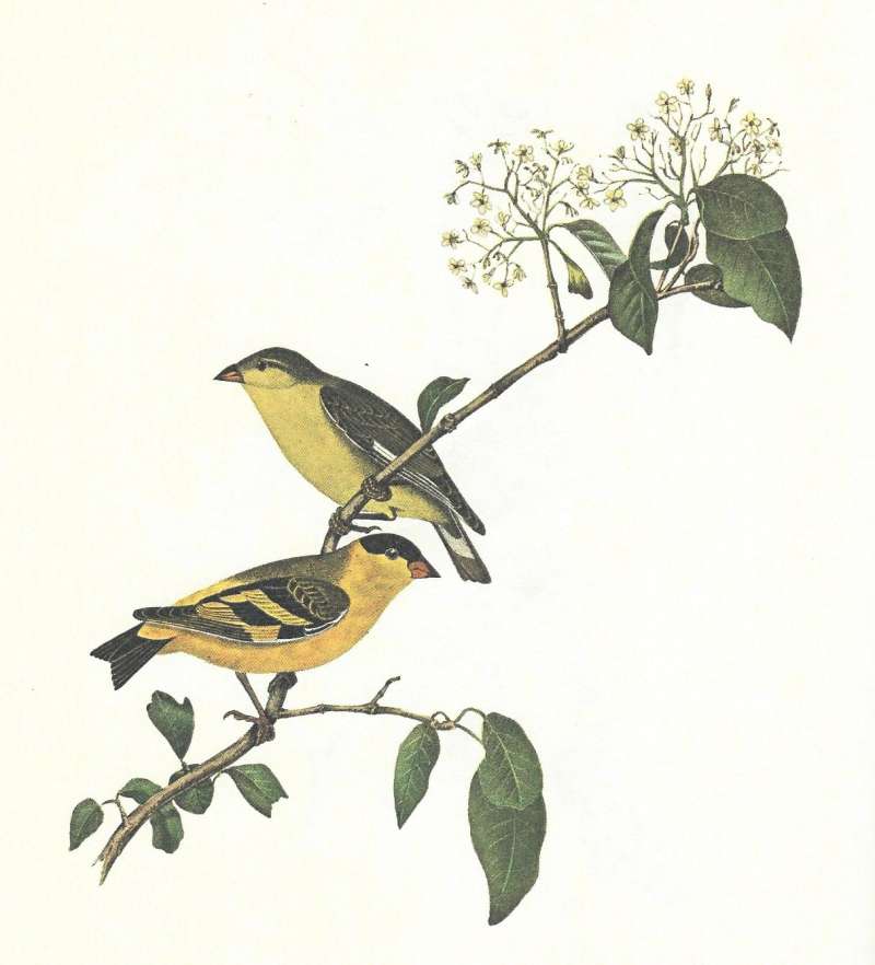 Pair on Branch - Male Below<br>(Origin of the Specimen: Audobon Painting)