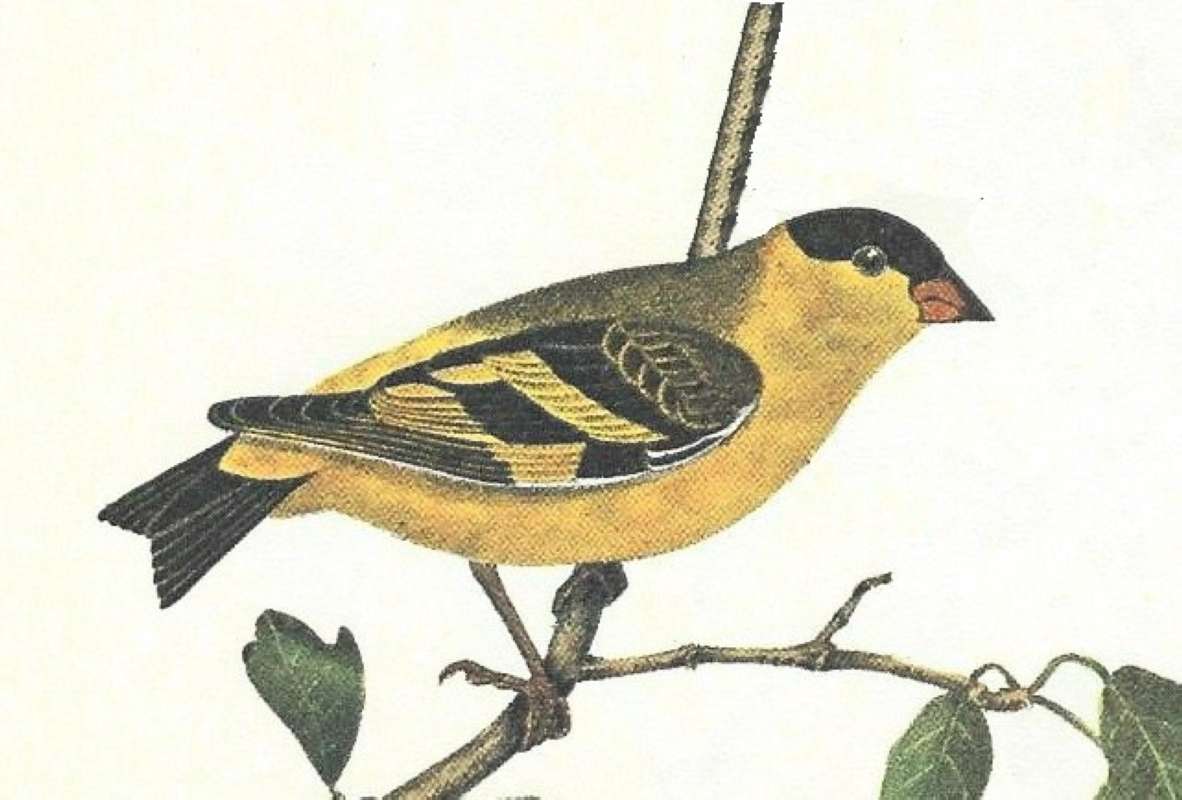 Closer View of Male<br>(Origin of the Specimen: Audobon Painting)