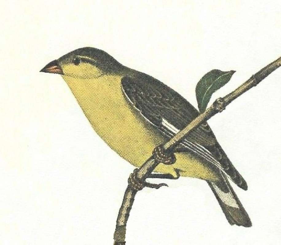 Closer View of Female<br>(Origin of the Specimen: Audobon Painting)