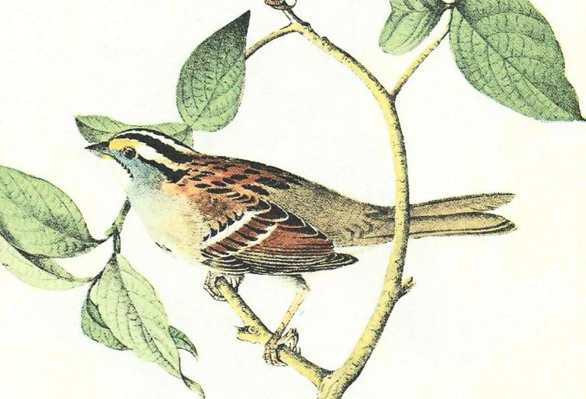 Close View of Male<br>(Origin of the Specimen: Audubon Painting)