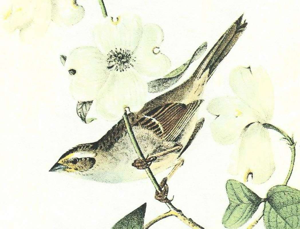 Close Viw of Female<br>(Origin of the Specimen: Audubon Painting)