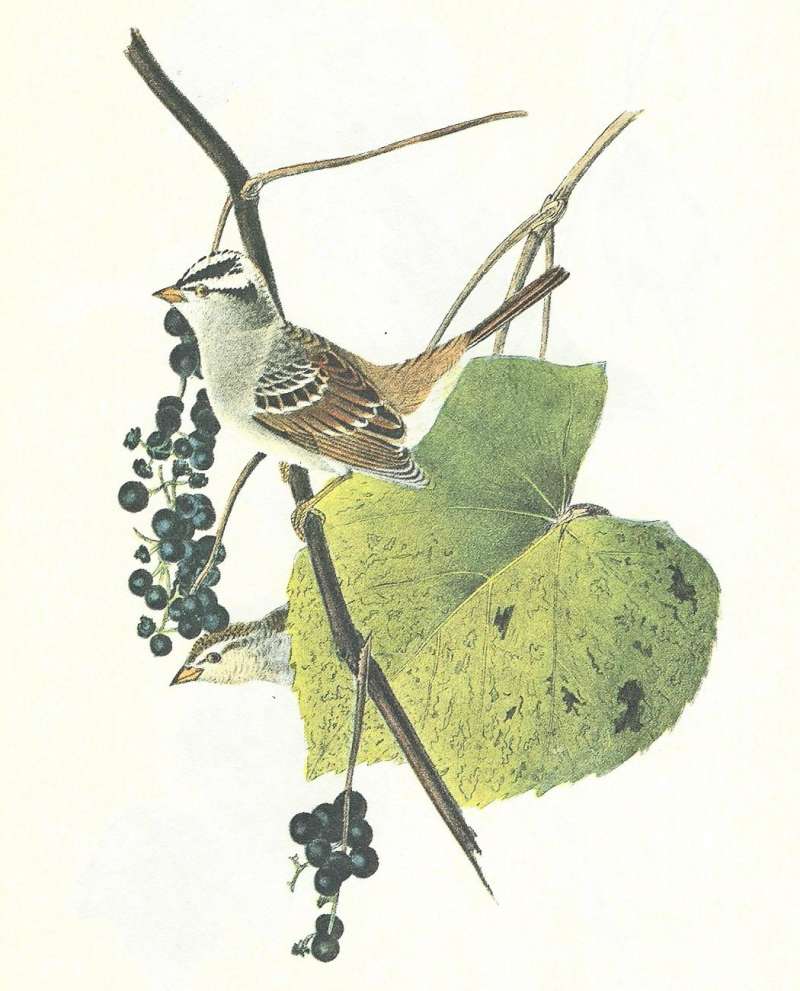 Male on Summer Grape<br>(Origin of the Specimen: Audubon Painting)