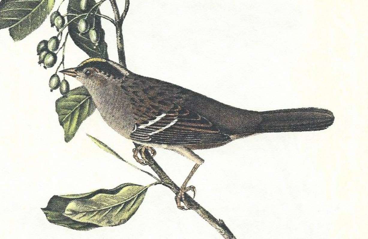 Closer View of Male<br>(Origin of the Specimen: Audubon Painting)