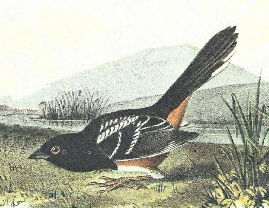 CloSer View of Male - Note White on Wing<br>(Origin of the Specimen: Audubon Painting)
