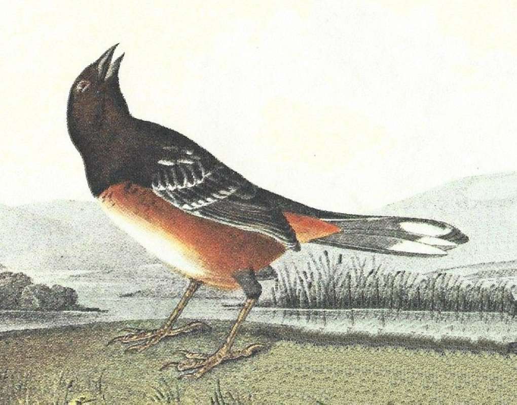 Closer View of Female - Black Head and Back<br>(Origin of the Specimen: Audubon Painting)