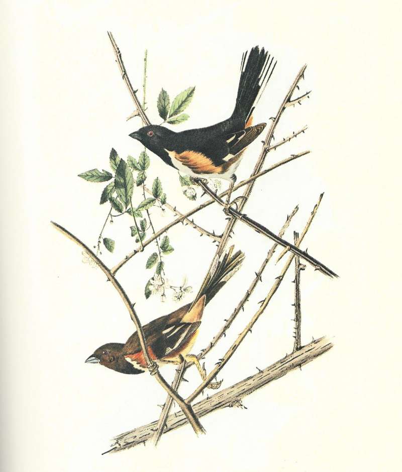 Pair on Blackberry - Male Above<br>(Origin of the Specimen: Audubon Painting)