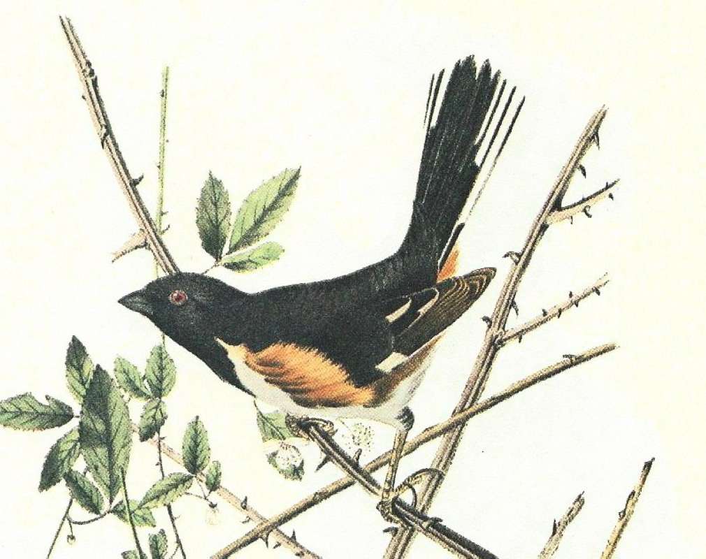 Closer View of Male - Note Limited White on Wing<br>(Origin of the Specimen: Audubon Painting)