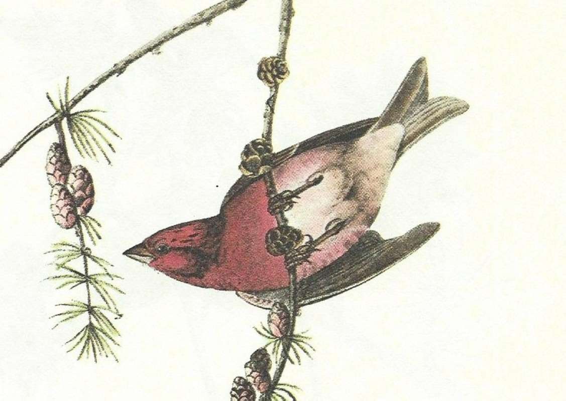 Close View of Vetnral Male<br>(Origin of the Specimen: Audubon Painting)