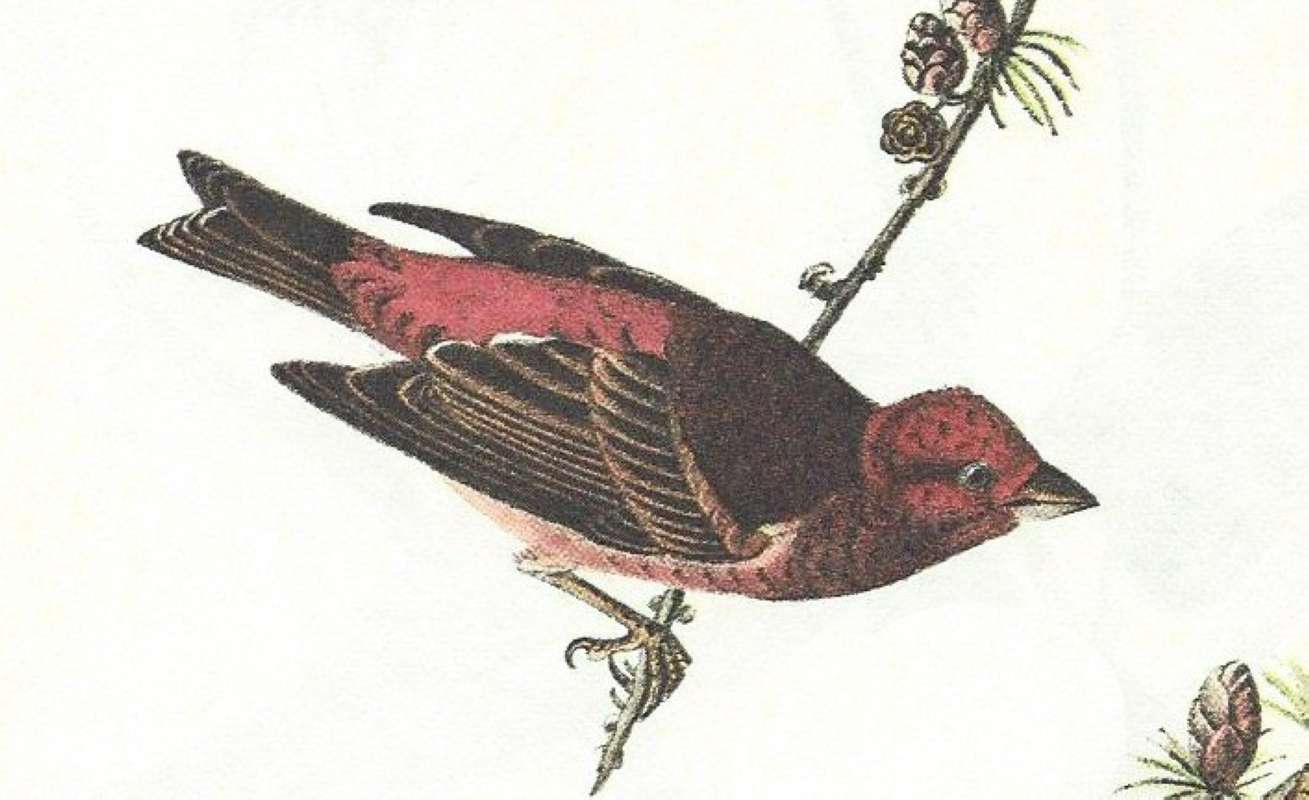 Clsoe View of Dorsal Male<br>(Origin of the Specimen: Audubon Painting)